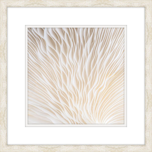 White Coral IV