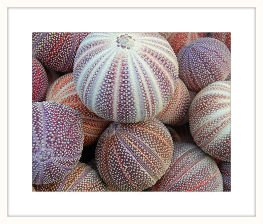 Colorful Sea Urchins I