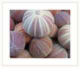 Colorful Sea Urchins I