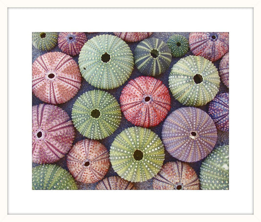 Colorful Sea Urchins II