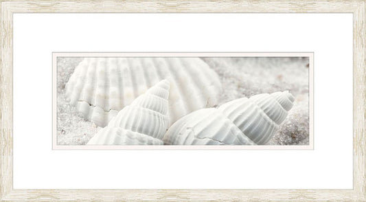 Scallop shells I