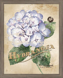 Seed Packet Hydrangea I