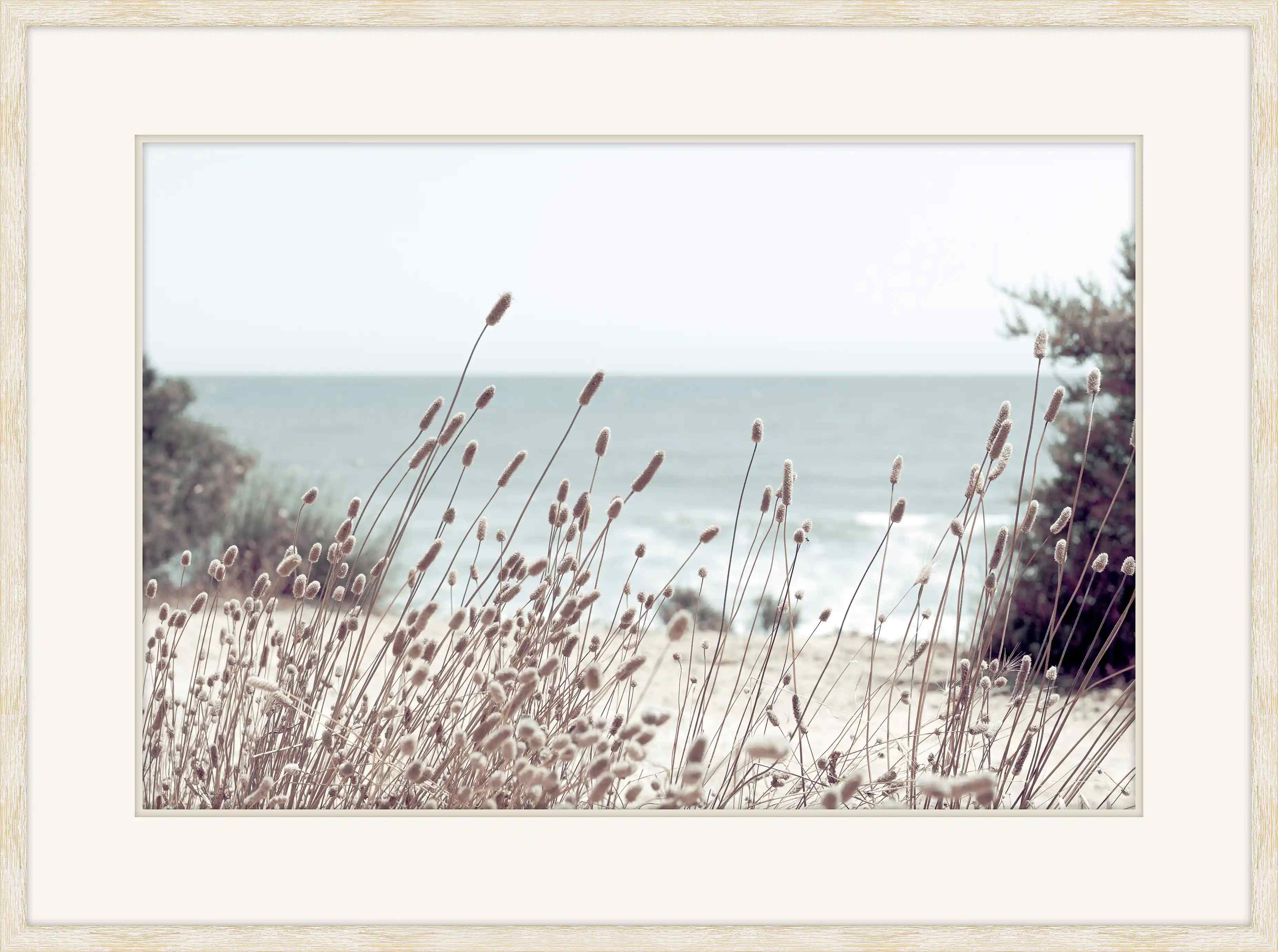 Dry Beach Flowers