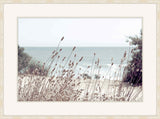 Dry Beach Flowers