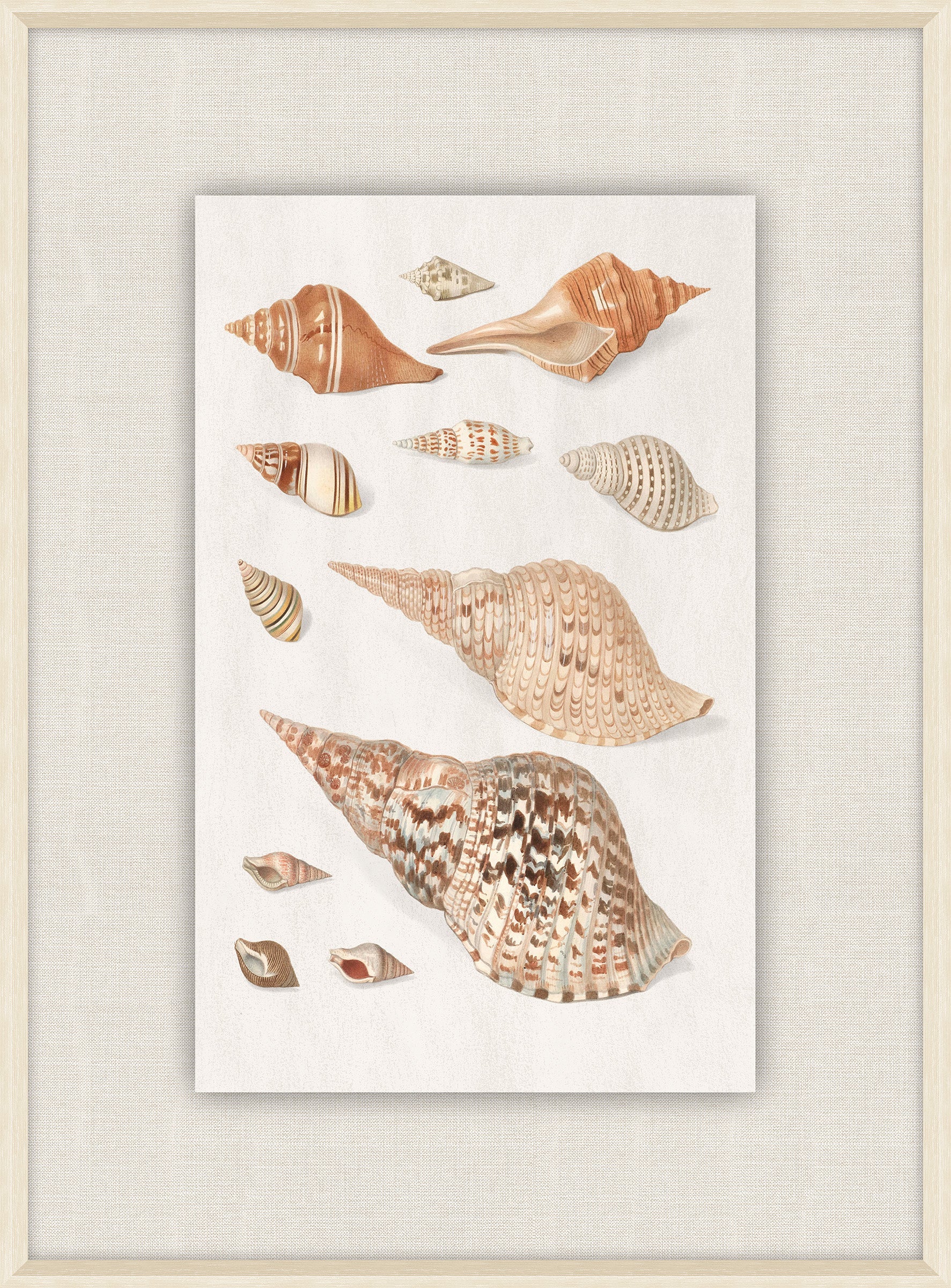Shells Collection, Duke of Wurttemberg, Plate 35