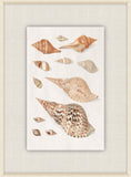 Shells Collection, Duke of Wurttemberg, Plate 35