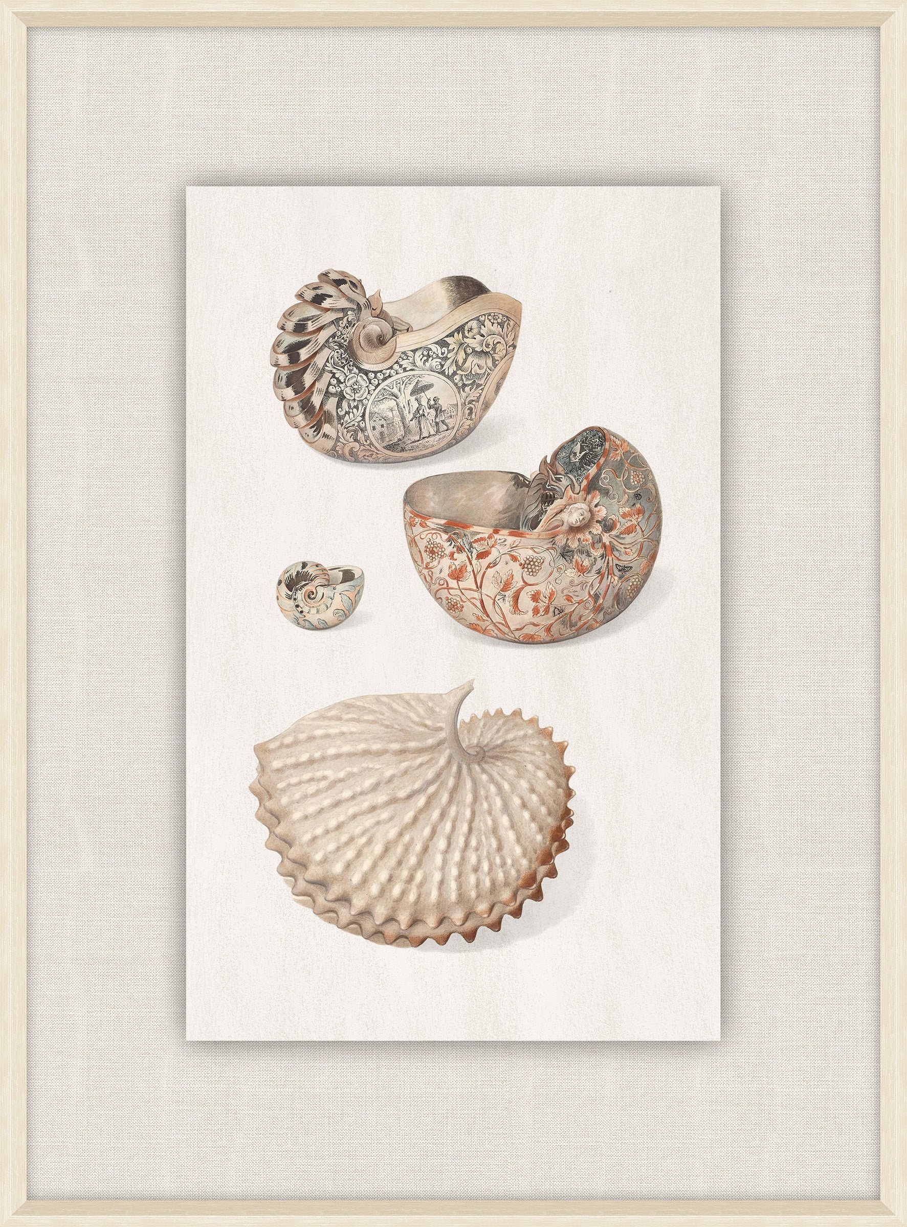 Shells Collection, Duke of Wurttemberg, Plate 4