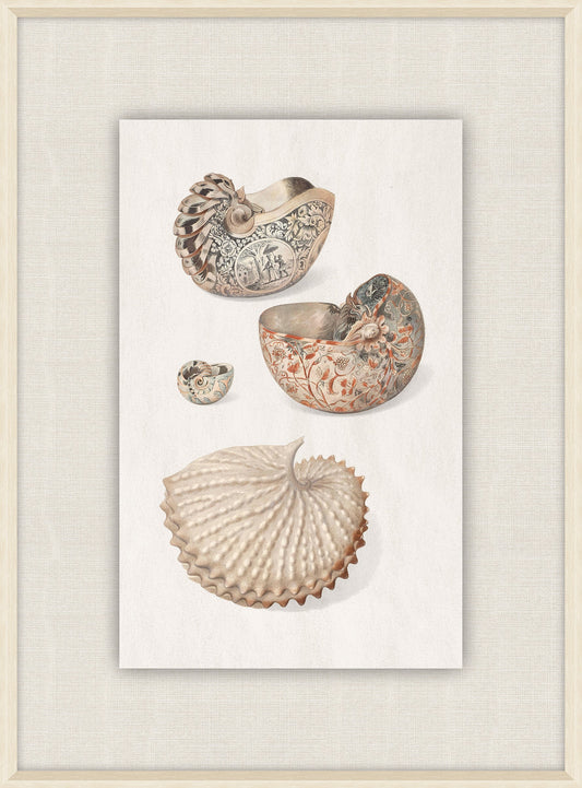 Shells Collection, Duke of Wurttemberg, Plate 4