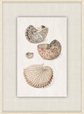 Shells Collection, Duke of Wurttemberg, Plate 4