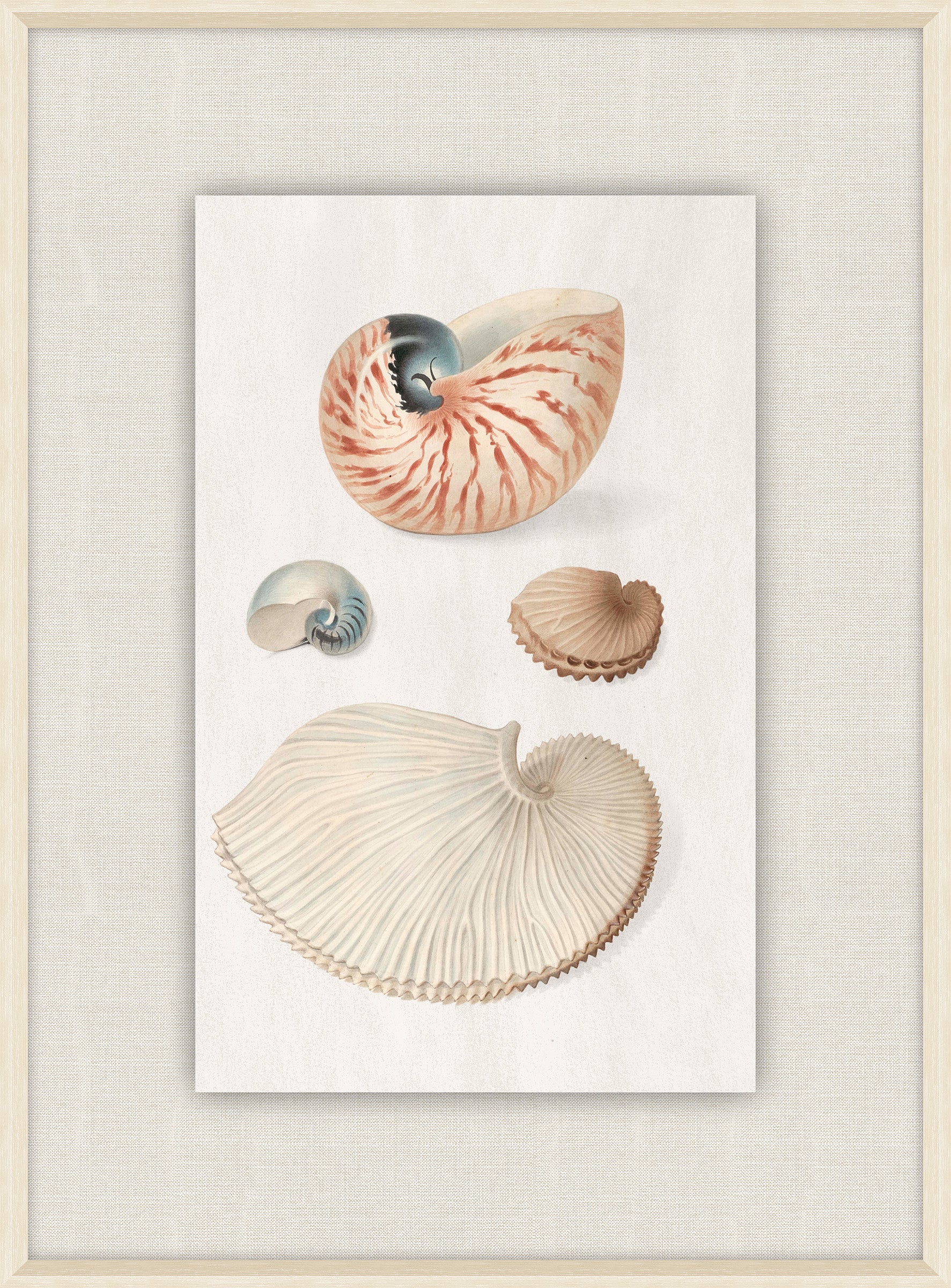 Shells Collection, Duke of Wurttemberg, Plate 05