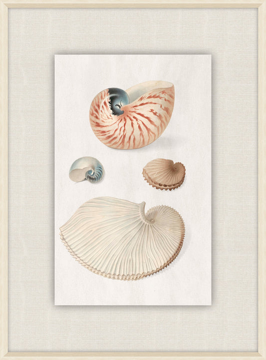 Shells Collection, Duke of Wurttemberg, Plate 05