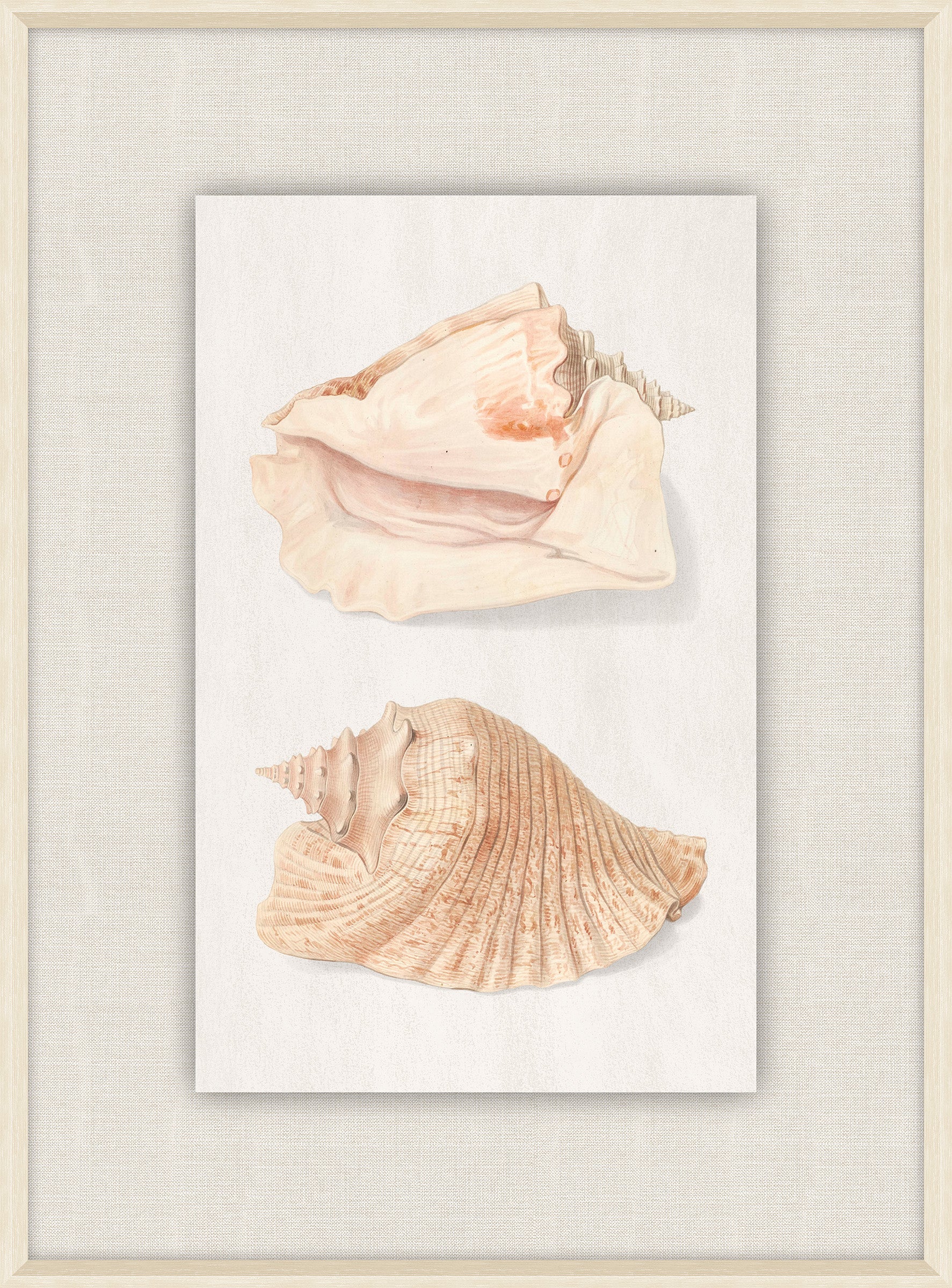 Shells Collection, Duke of Wurttemberg, Plate 22