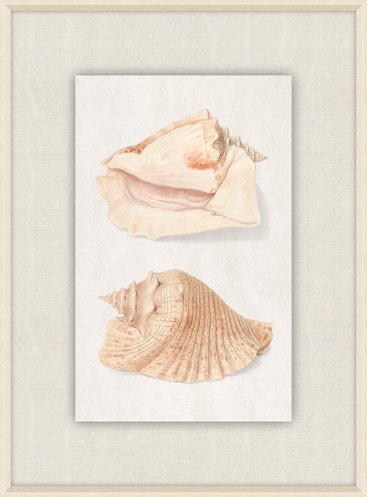 Shells Collection, Duke of Wurttemberg, Plate 22