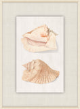 Shells Collection, Duke of Wurttemberg, Plate 22