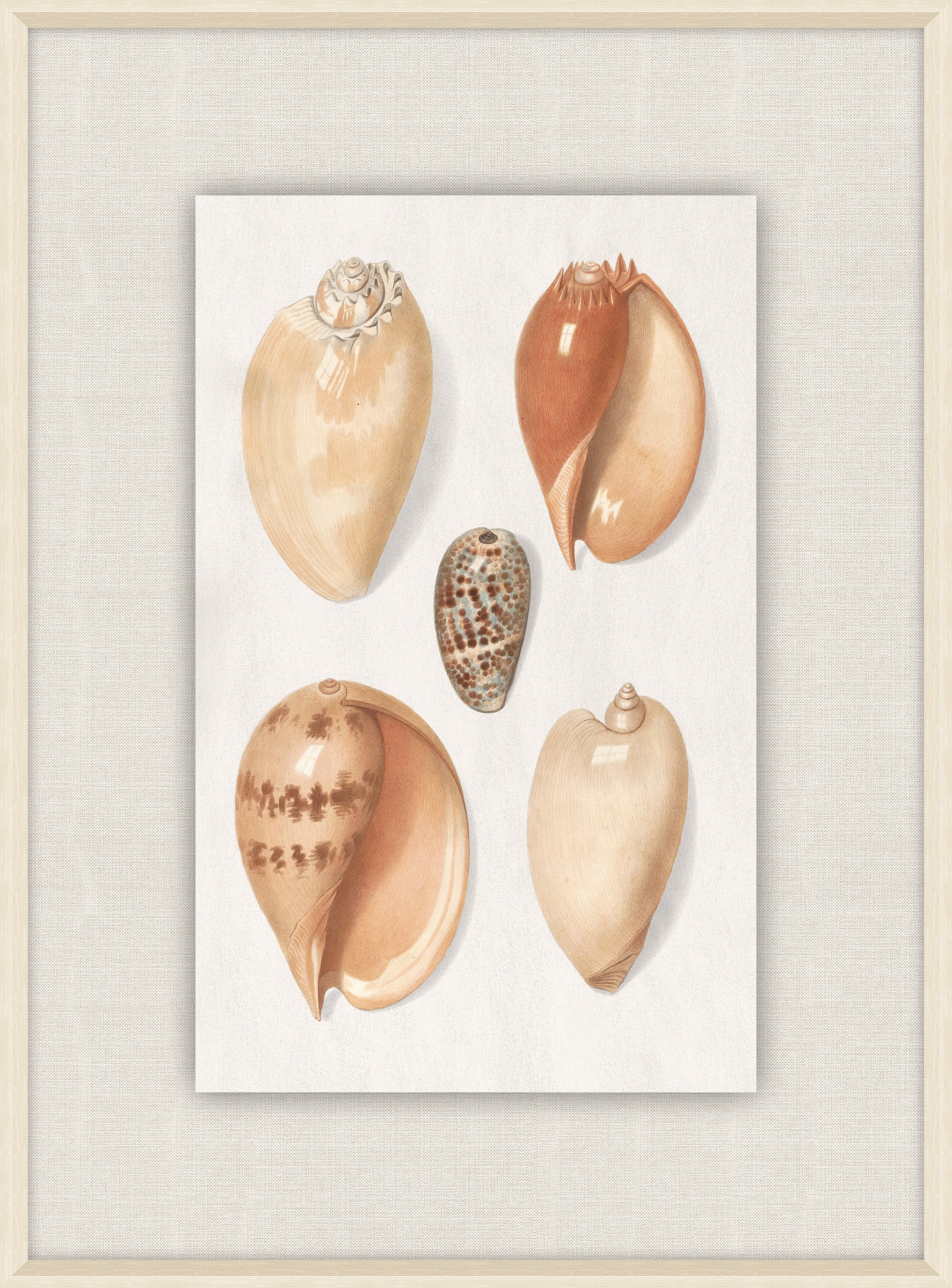 Shells Collection, Duke of Wurttemberg, Plate 36