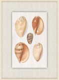Shells Collection, Duke of Wurttemberg, Plate 36