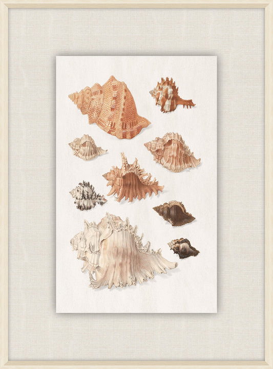 Shells Collection, Duke of Wurttemberg, Plate 26