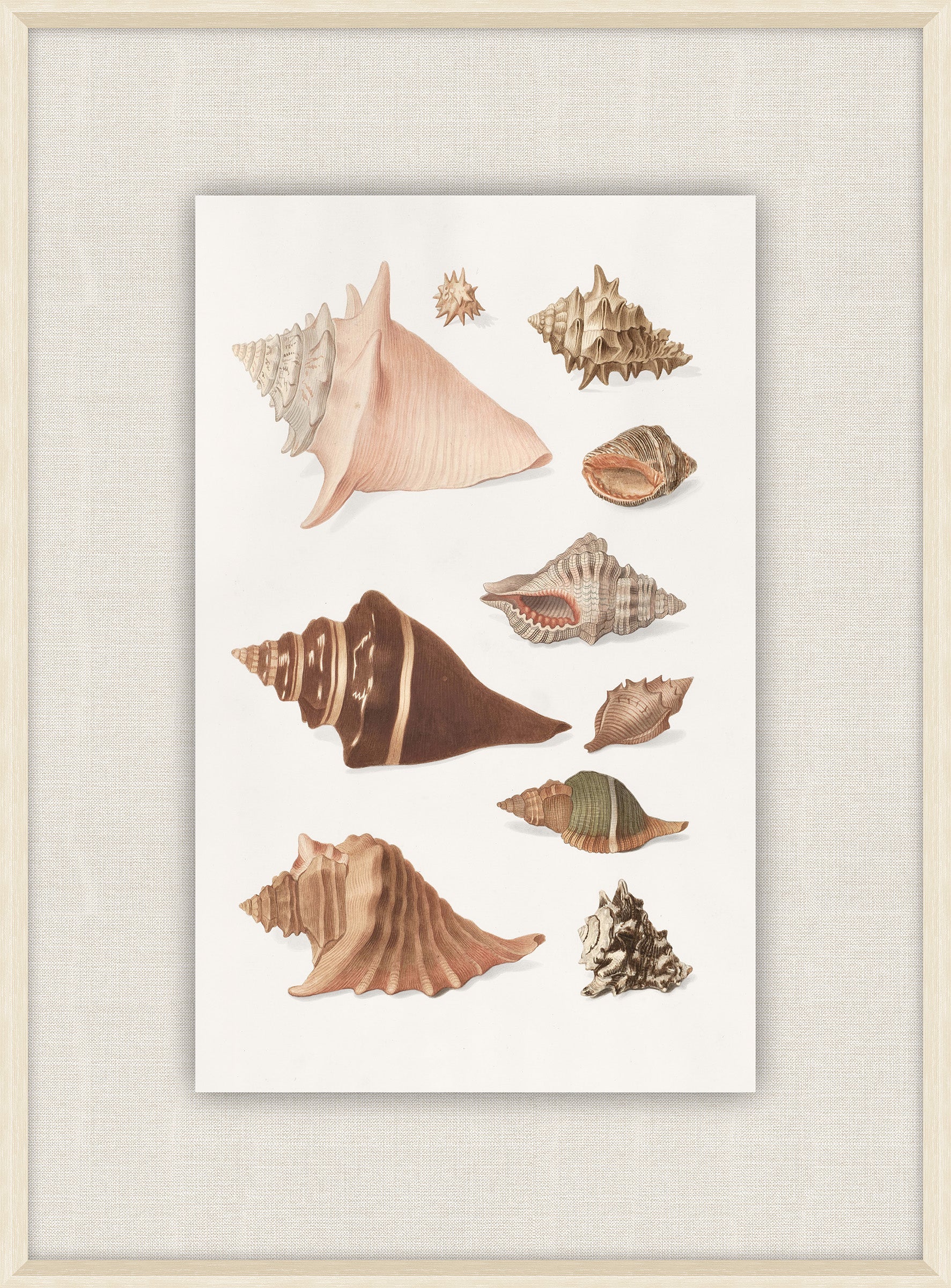 Shells Collection, Duke of Wurttemberg, Plate 16