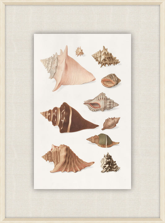 Shells Collection, Duke of Wurttemberg, Plate 16