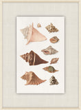 Shells Collection, Duke of Wurttemberg, Plate 16