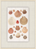 Shells Collection, Duke of Wurttemberg, Plate 46