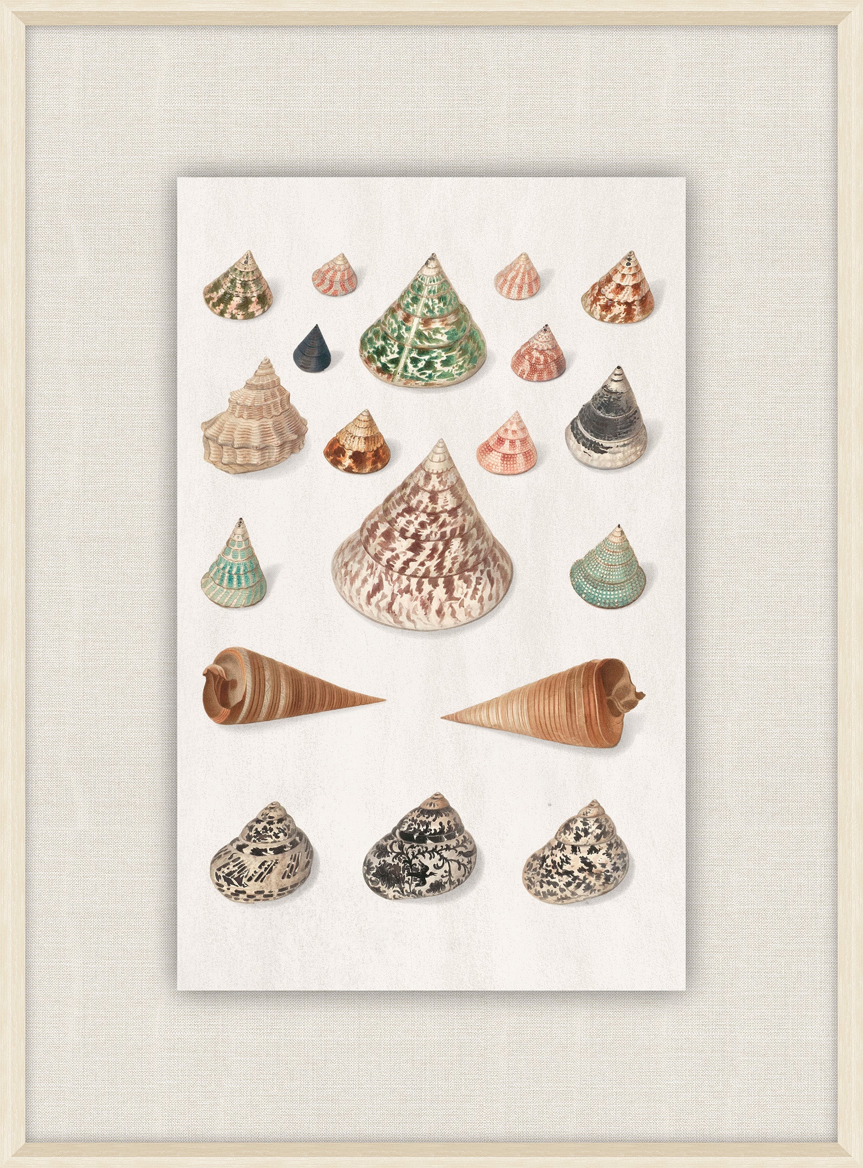 Shells Collection, Duke of Wurttemberg, Plate 15