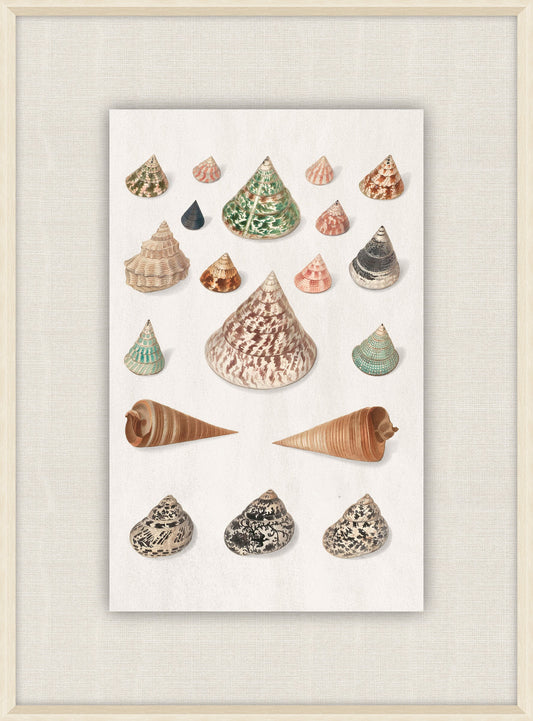 Shells Collection, Duke of Wurttemberg, Plate 15