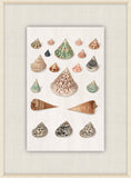 Shells Collection, Duke of Wurttemberg, Plate 15
