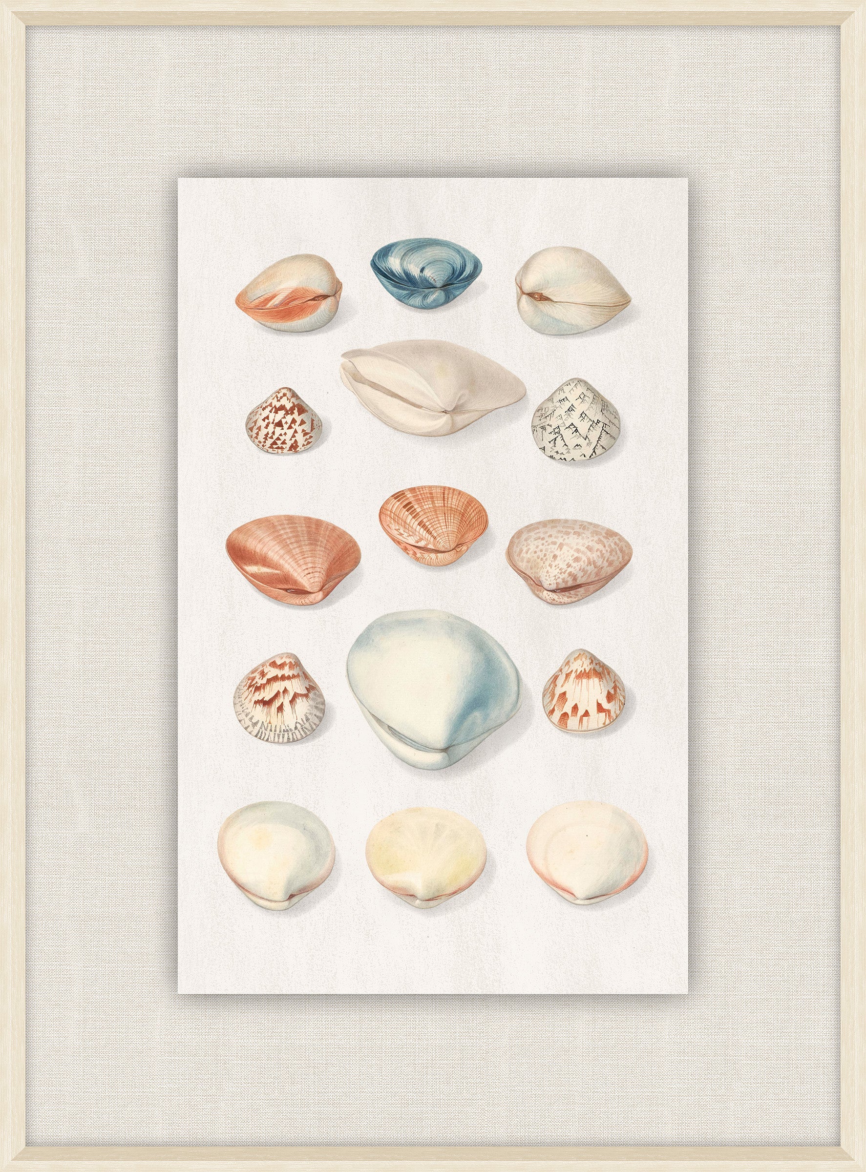 Shells Collection, Duke of Wurttemberg, Plate 45