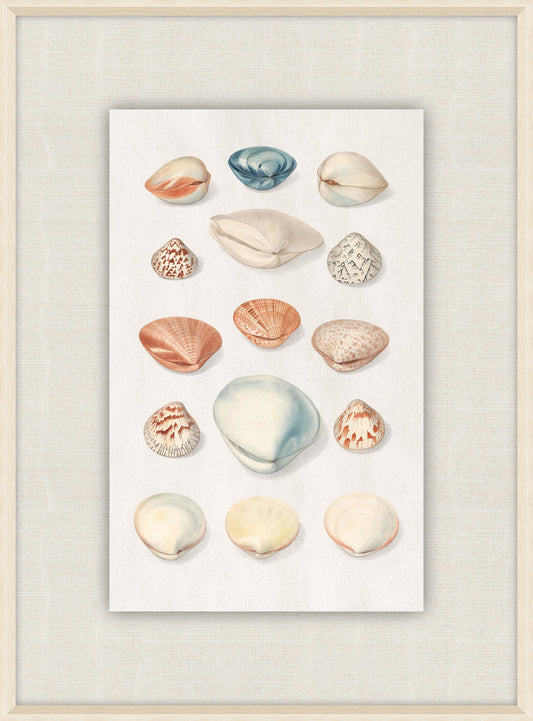 Shells Collection, Duke of Wurttemberg, Plate 45