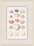 Shells Collection, Duke of Wurttemberg, Plate 45