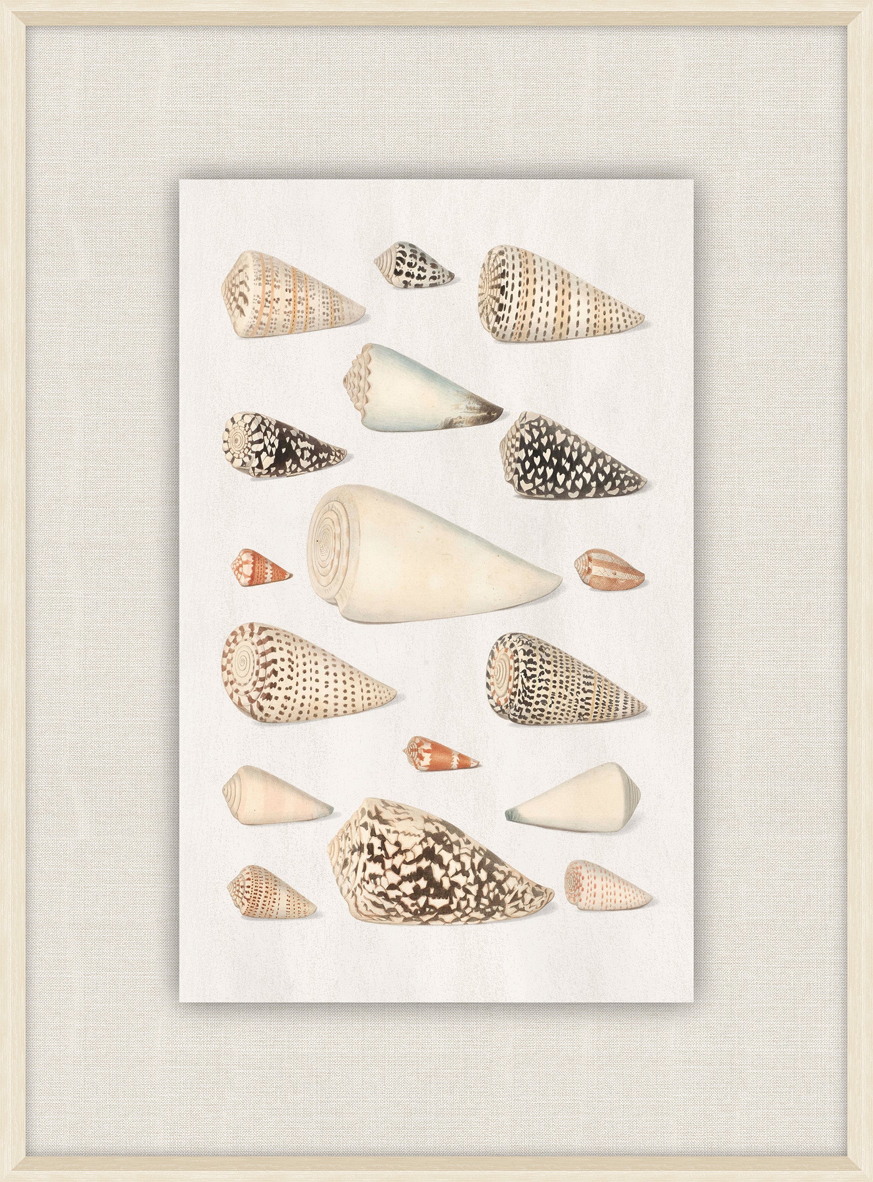 Shells Collection, Duke of Wurttemberg, Plate 39