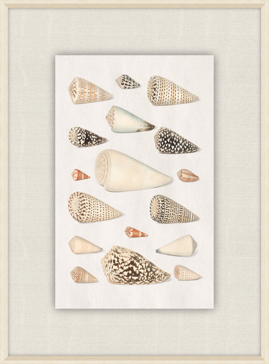 Shells Collection, Duke of Wurttemberg, Plate 39