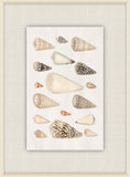 Shells Collection, Duke of Wurttemberg, Plate 39