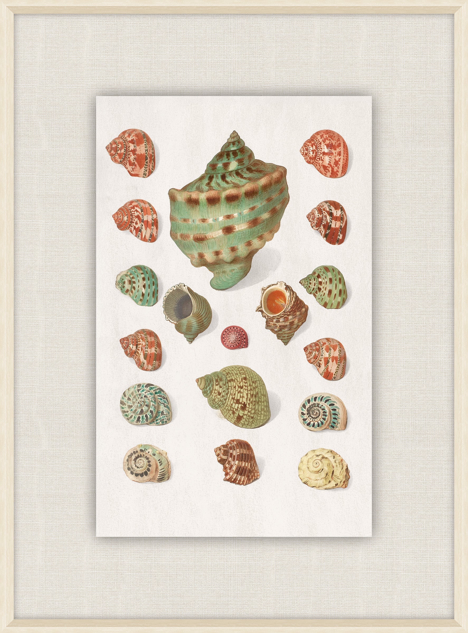 Shells Collection, Duke of Wurttemberg, Plate 12