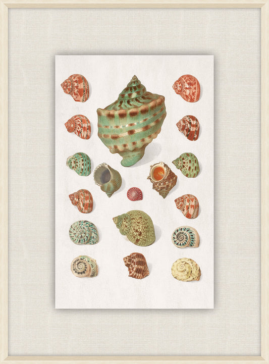 Shells Collection, Duke of Wurttemberg, Plate 12