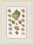 Shells Collection, Duke of Wurttemberg, Plate 12