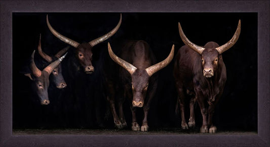 Watusi Family