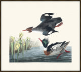 Audubon Red-breasted Merganser