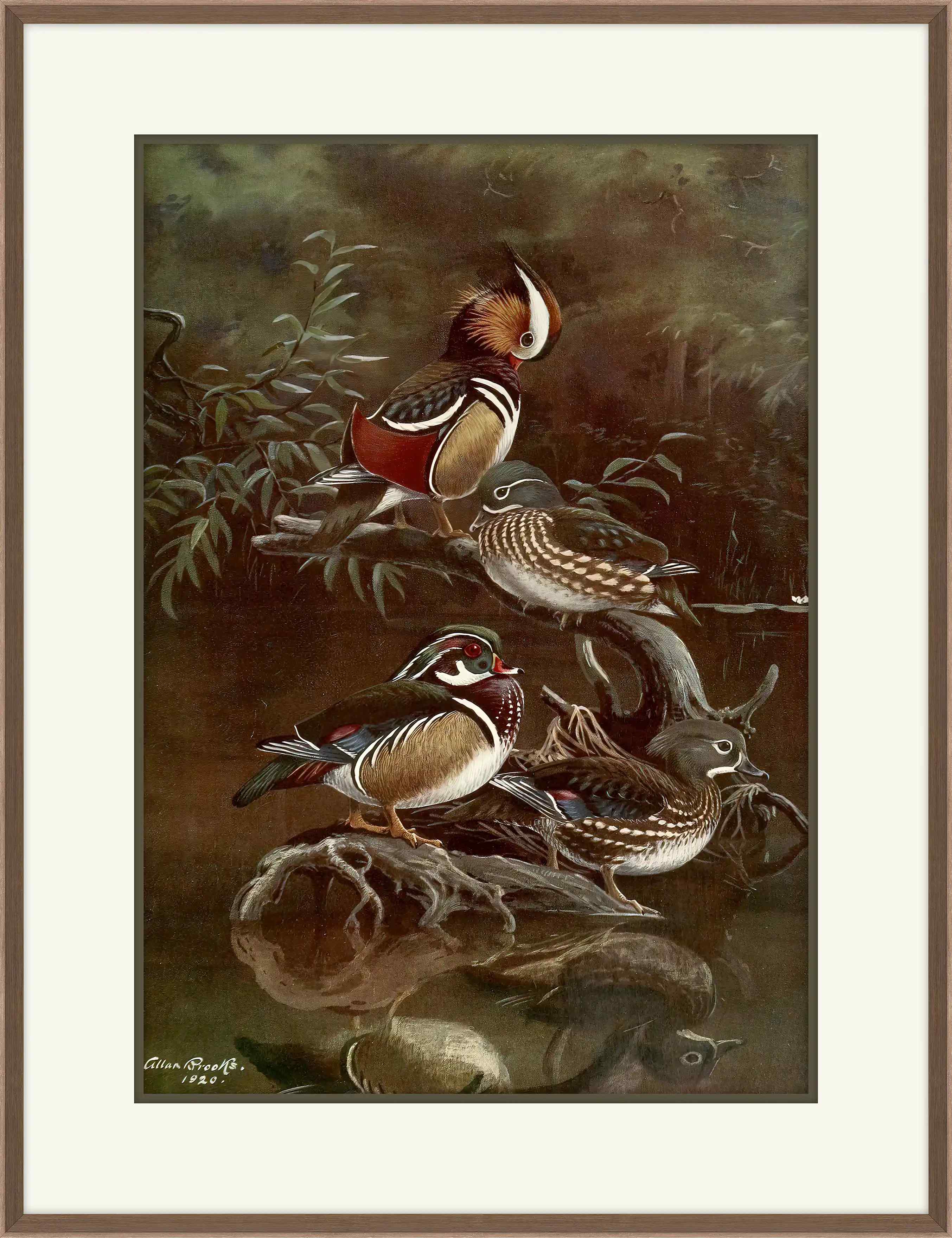 Mandarin Duck, Carolina Duck, Allan Brooks, 1920