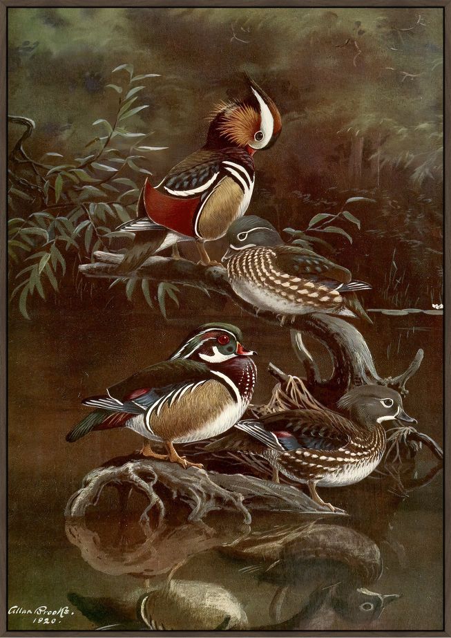 Mandarin Duck, Carolina Duck, Allan Brooks, 1920 Canvas