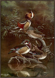Mandarin Duck, Carolina Duck, Allan Brooks, 1920 Canvas