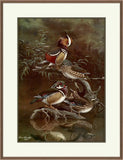Mandarin Duck, Carolina Duck, Allan Brooks, 1920