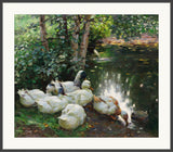 Six Ducks By The Pond