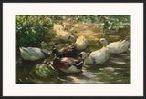 Ducks On A Pond