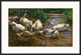 Ducks In Blue Reeds