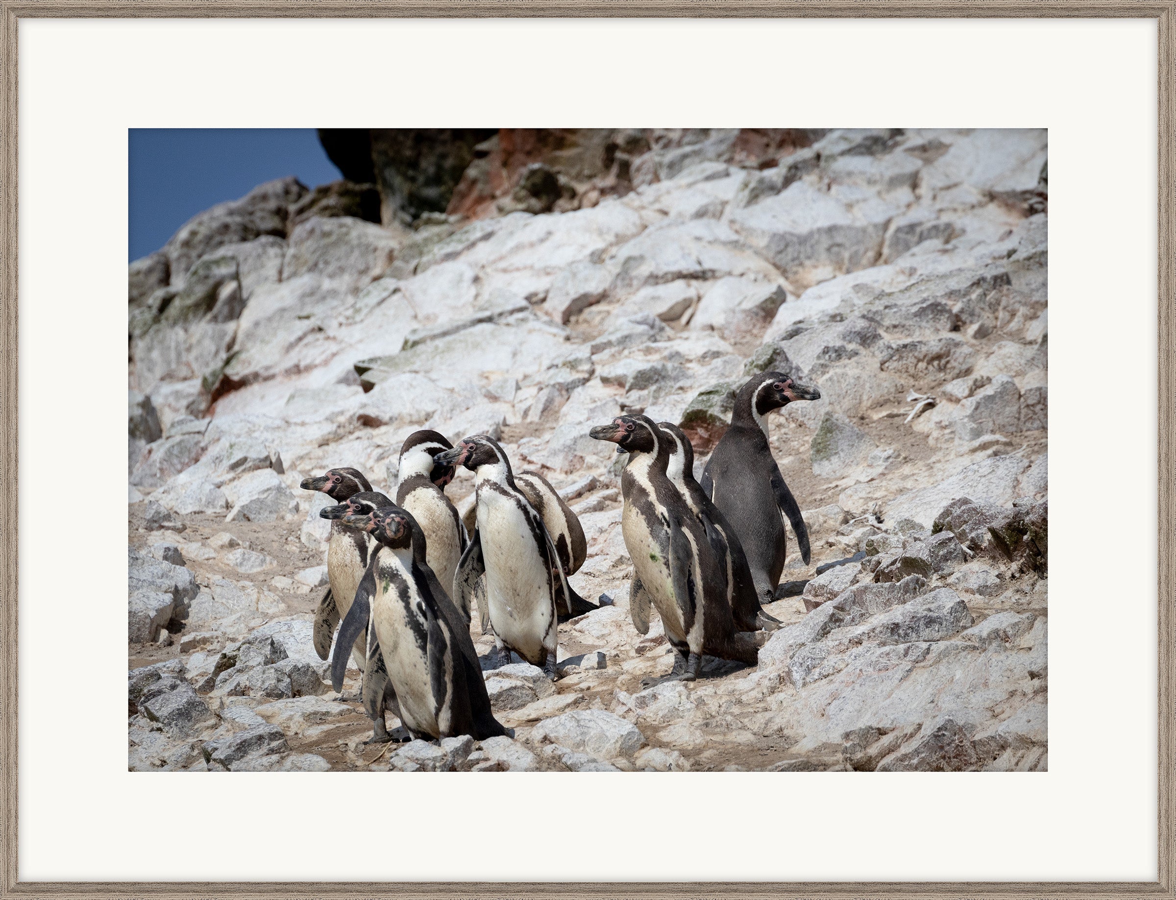 Humboldt Penguins