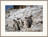 Humboldt Penguins