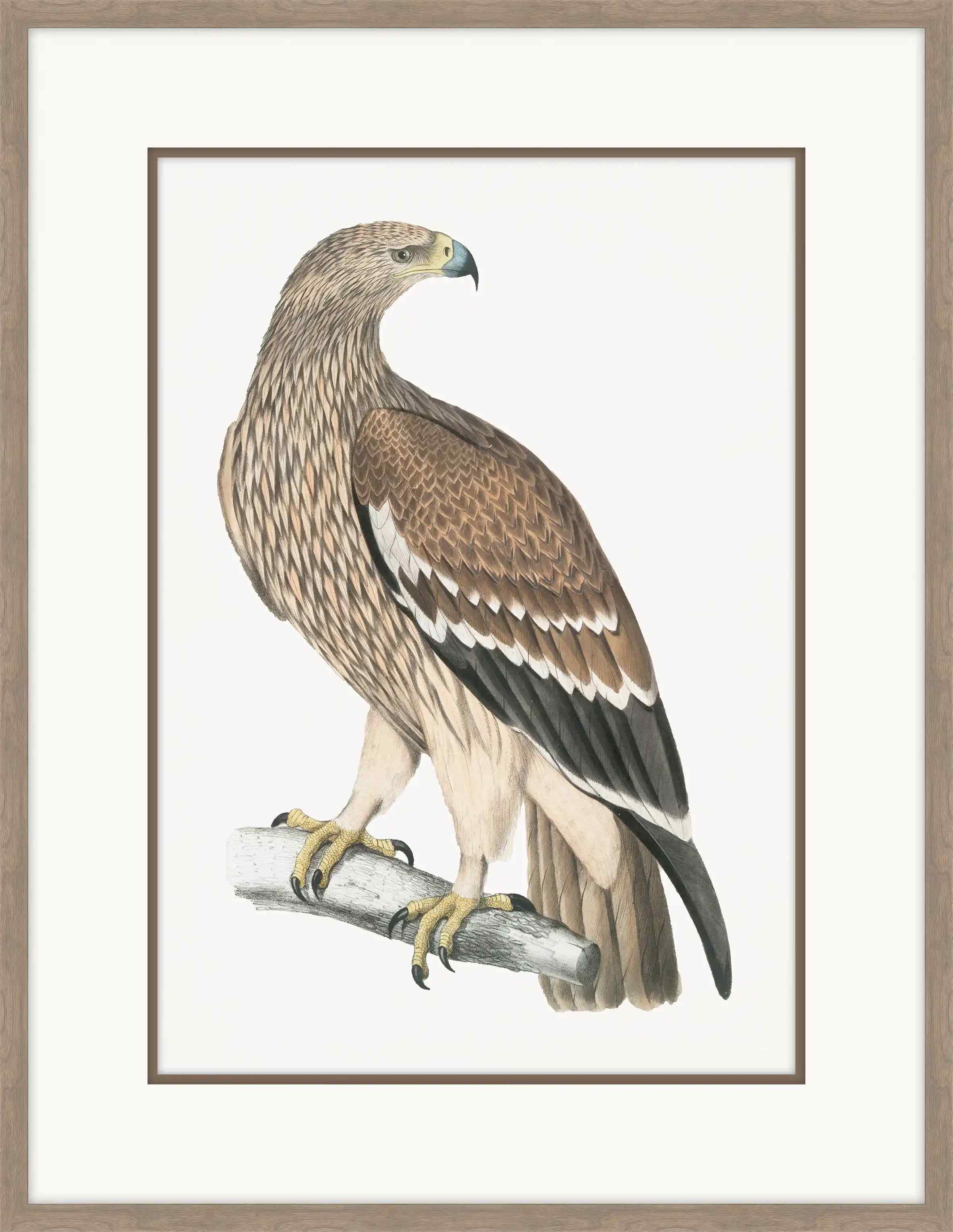 Golden Eagle