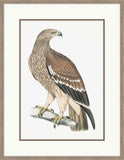 Golden Eagle